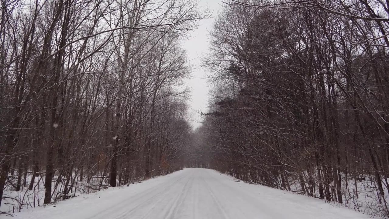 雪林视频，飘落的雪花，俄罗斯的冬季景观，滨海边疆区乌苏里斯克国家保护区视频素材画面3