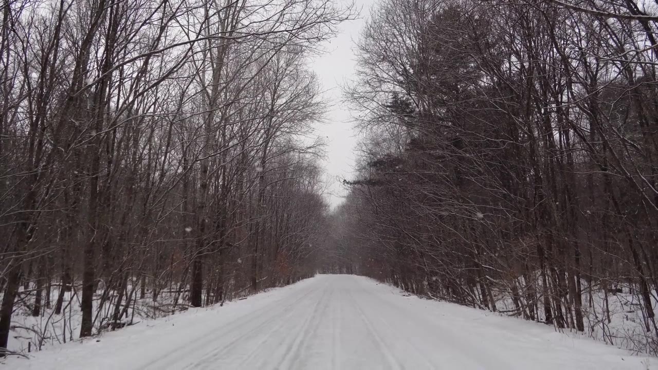 雪林视频，飘落的雪花，俄罗斯的冬季景观，滨海边疆区乌苏里斯克国家保护区视频素材画面4