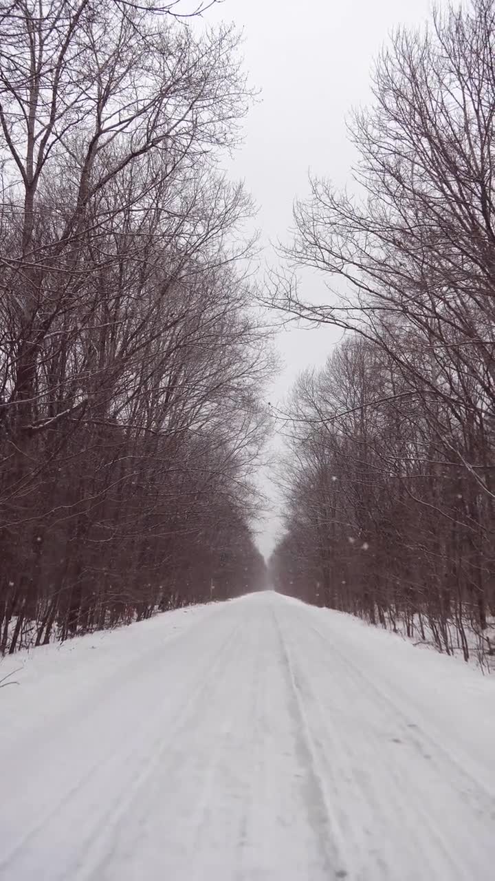 竖屏视频：雪林，俄罗斯的冬季景观，滨海边疆区乌苏里斯克国家保护区视频素材画面1