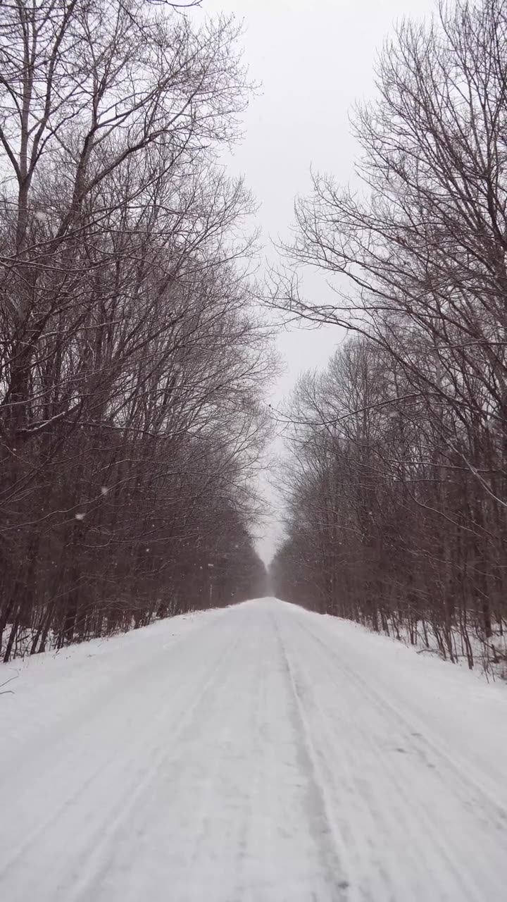 竖屏视频：雪林，俄罗斯的冬季景观，滨海边疆区乌苏里斯克国家保护区视频素材画面2
