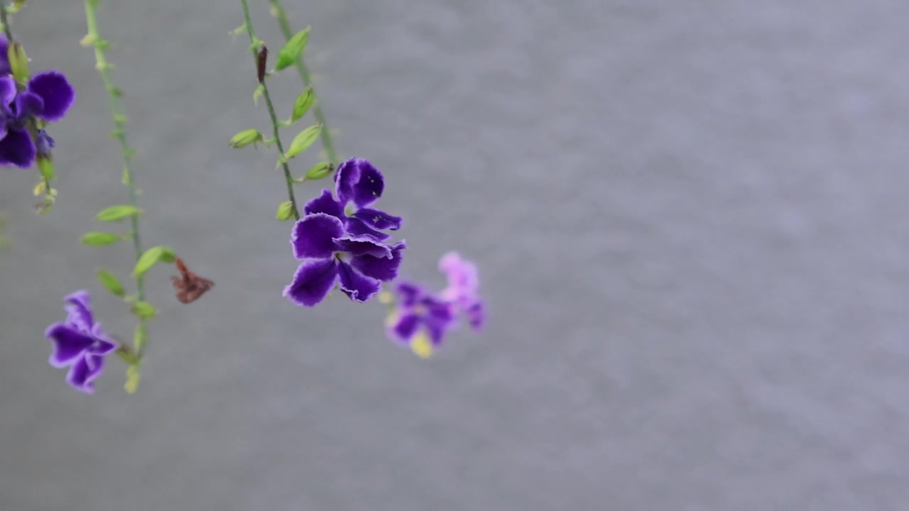 一只霍拉斯弄蝶在柔和的日光下，探索着富含花蜜的紫色杜兰特、金露花、鸽子莓和蓝雪花。拍摄地点：佛罗里达州，2025年5月18日。视频素材画面1