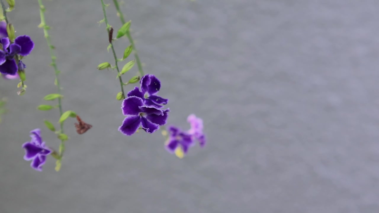一只霍拉斯弄蝶在柔和的日光下，探索着富含花蜜的紫色杜兰特、金露花、鸽子莓和蓝雪花。拍摄地点：佛罗里达州，2025年5月18日。视频素材画面2