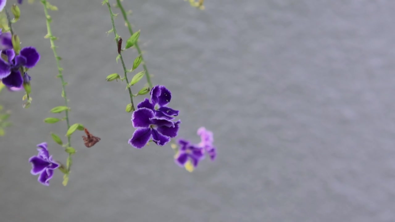 一只霍拉斯弄蝶在柔和的日光下，探索着富含花蜜的紫色杜兰特、金露花、鸽子莓和蓝雪花。拍摄地点：佛罗里达州，2025年5月18日。视频素材画面3