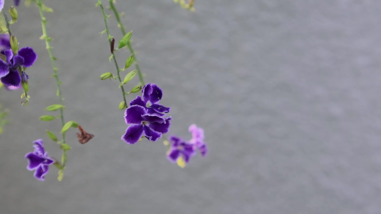 一只霍拉斯弄蝶在柔和的日光下，探索着富含花蜜的紫色杜兰特、金露花、鸽子莓和蓝雪花。拍摄地点：佛罗里达州，2025年5月18日。视频素材画面4