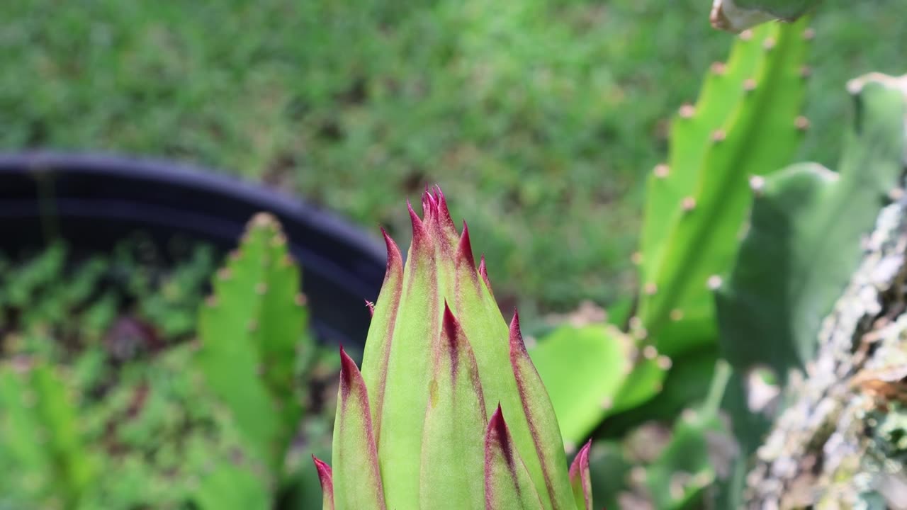 一朵新鲜的绿色火龙果花苞的特写镜头，花苞的尖端呈红/品红色。拍摄于2025年5月27日，佛罗里达州。视频素材画面1