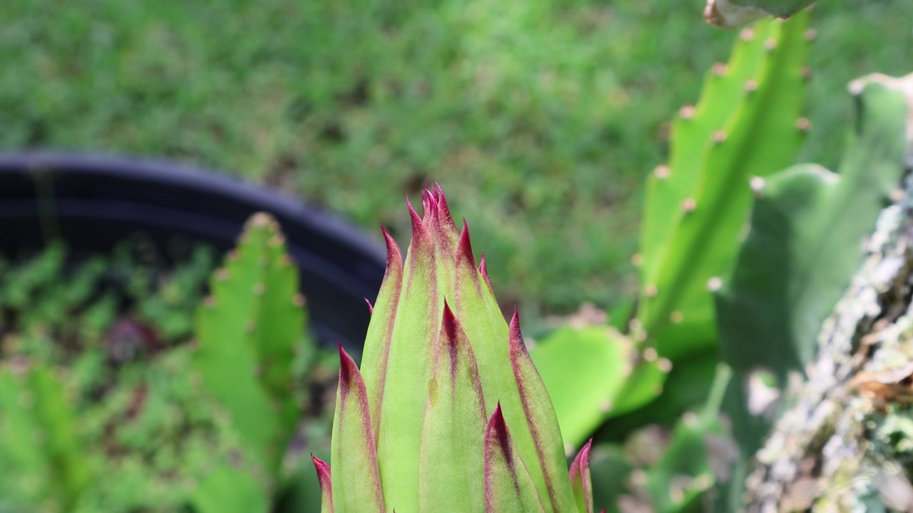 一朵新鲜的绿色火龙果花苞的特写镜头，花苞的尖端呈红/品红色。拍摄于2025年5月27日，佛罗里达州。视频素材画面2