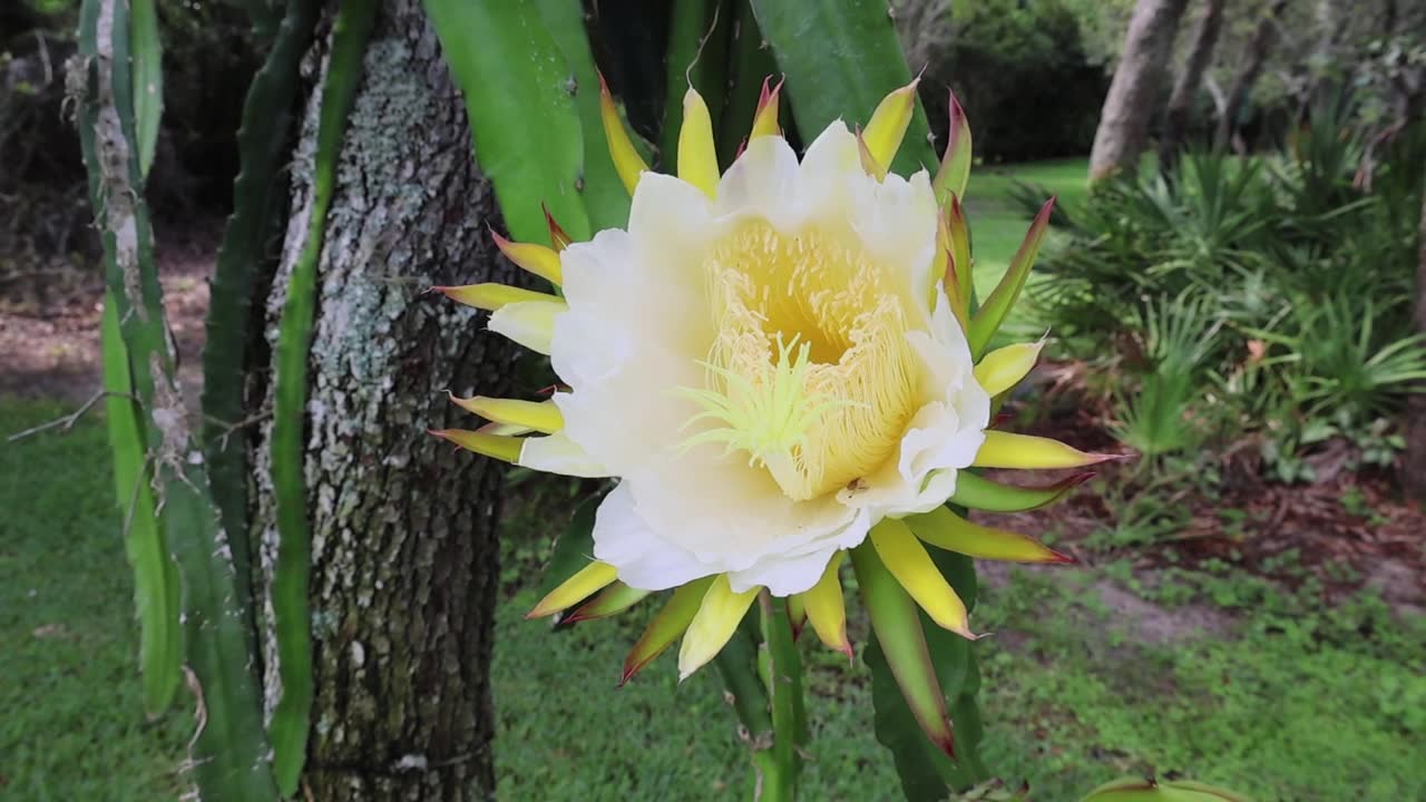 火龙果（Selenicereus undatus）一种壮观、短暂、夜间开放的花朵，也被称为“夜后”。拍摄于2025年5月31日，佛罗里达州。视频素材画面1