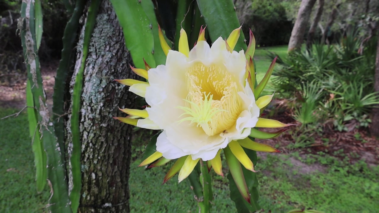 火龙果（Selenicereus undatus）一种壮观、短暂、夜间开放的花朵，也被称为“夜后”。拍摄于2025年5月31日，佛罗里达州。视频素材画面2