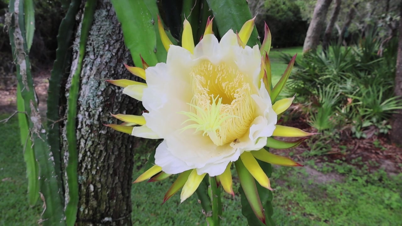火龙果（Selenicereus undatus）一种壮观、短暂、夜间开放的花朵，也被称为“夜后”。拍摄于2025年5月31日，佛罗里达州。视频素材画面3