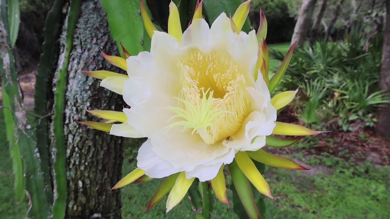 火龙果（Selenicereus undatus）一种壮观、短暂、夜间开放的花朵，也被称为“夜后”。拍摄于2025年5月31日，佛罗里达州。视频素材画面4