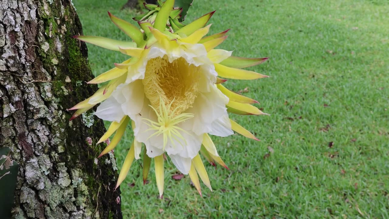 一种壮观的、短暂的、夜间开放的火龙果花（Selenicereus undatus），又名白肉火龙果或女王之夜。拍摄于2025年5月31日，佛罗里达州。视频素材画面1