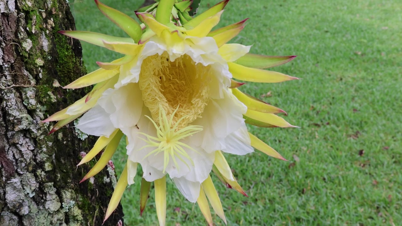 一种壮观的、短暂的、夜间开放的火龙果花（Selenicereus undatus），又名白肉火龙果或女王之夜。拍摄于2025年5月31日，佛罗里达州。视频素材画面2