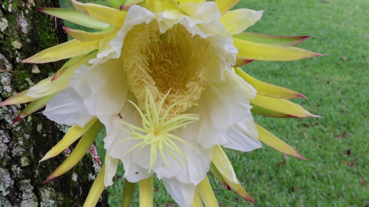 一种壮观的、短暂的、夜间开放的火龙果花（Selenicereus undatus），又名白肉火龙果或女王之夜。拍摄于2025年5月31日，佛罗里达州。视频素材画面3