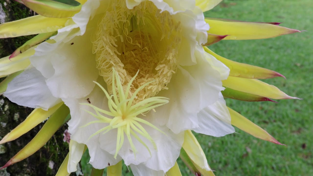 一种壮观的、短暂的、夜间开放的火龙果花（Selenicereus undatus），又名白肉火龙果或女王之夜。拍摄于2025年5月31日，佛罗里达州。视频素材画面4