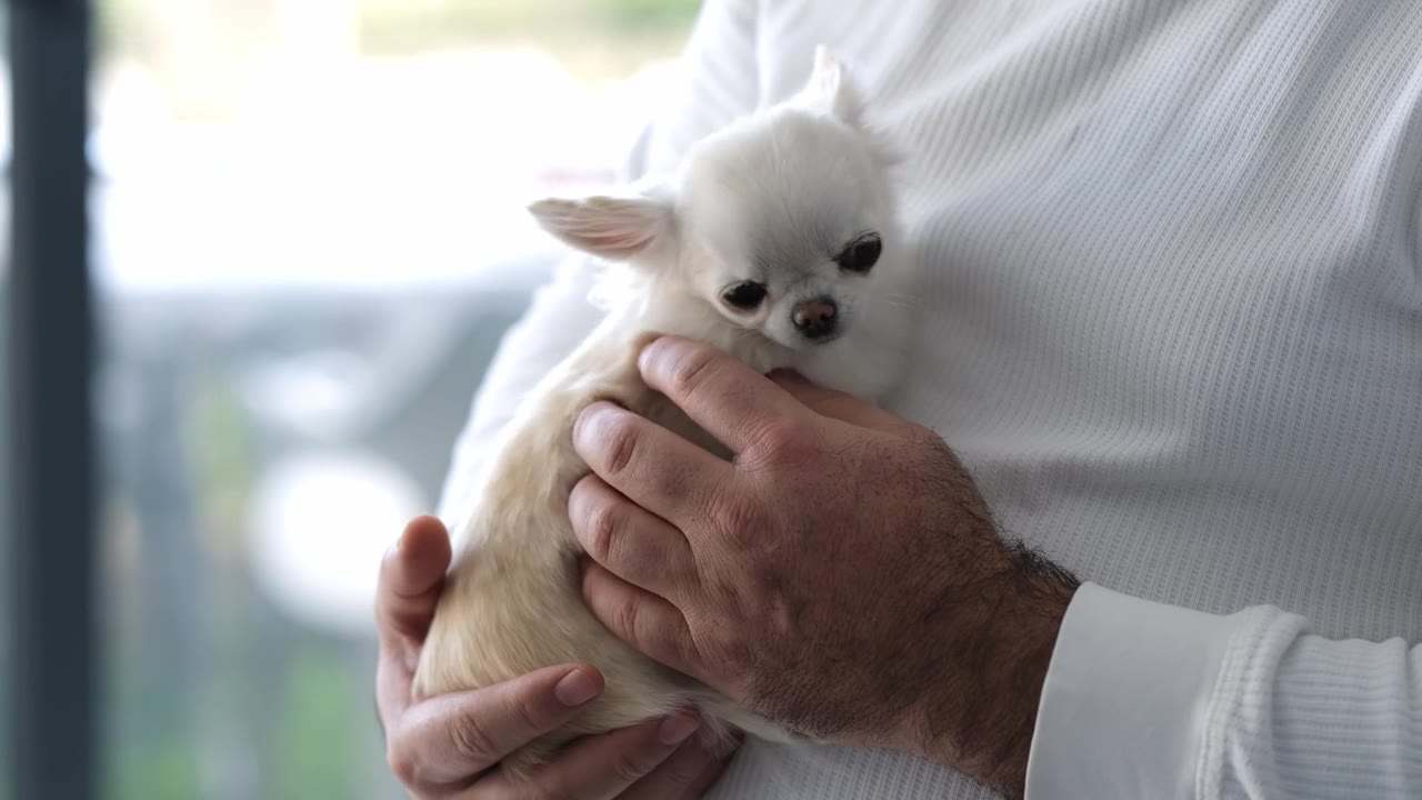 男人在室内抱着一只白色吉娃娃幼犬。窗户透进柔和的日光。手和狗狗的特写。宠物情感联结的概念。动物陪伴，温柔的关怀。视频素材画面1