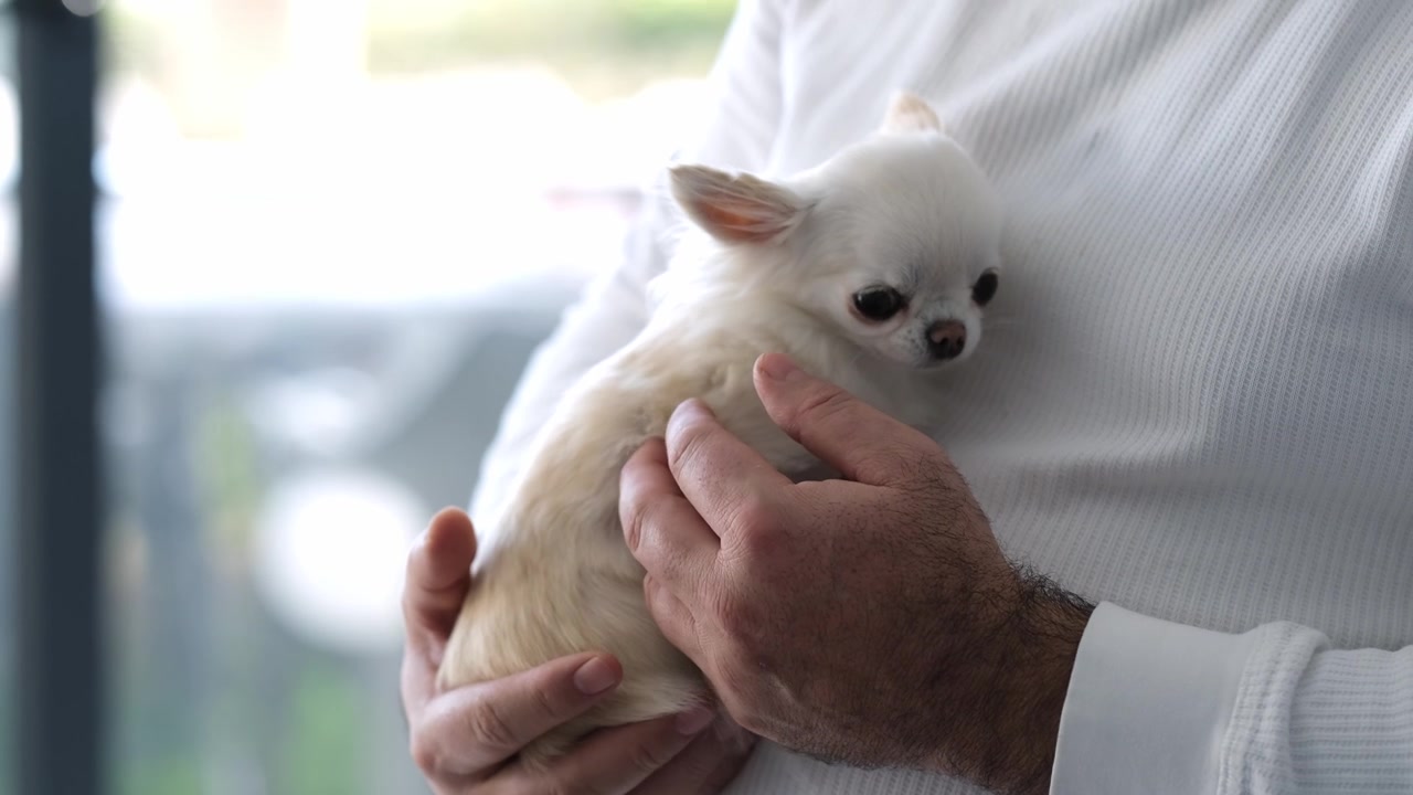 男人在室内抱着一只白色吉娃娃幼犬。窗户透进柔和的日光。手和狗狗的特写。宠物情感联结的概念。动物陪伴，温柔的关怀。视频素材画面2