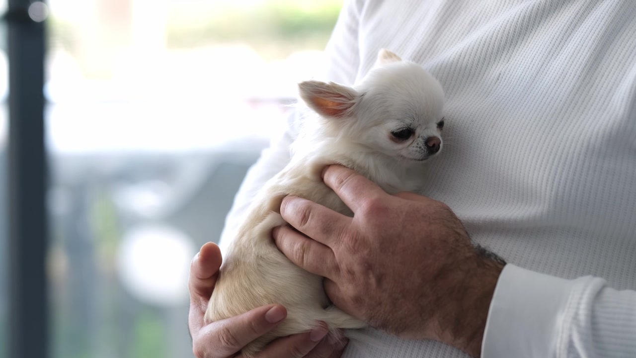 男人在室内抱着一只白色吉娃娃幼犬。窗户透进柔和的日光。手和狗狗的特写。宠物情感联结的概念。动物陪伴，温柔的关怀。视频素材画面3