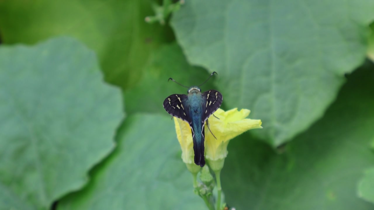 一只长尾弄蝶（Urbanus proteus）停在一株丝瓜（Luffa acutangula）的黄色花朵上。拍摄地点：佛罗里达州，2025年7月28日。视频素材画面1