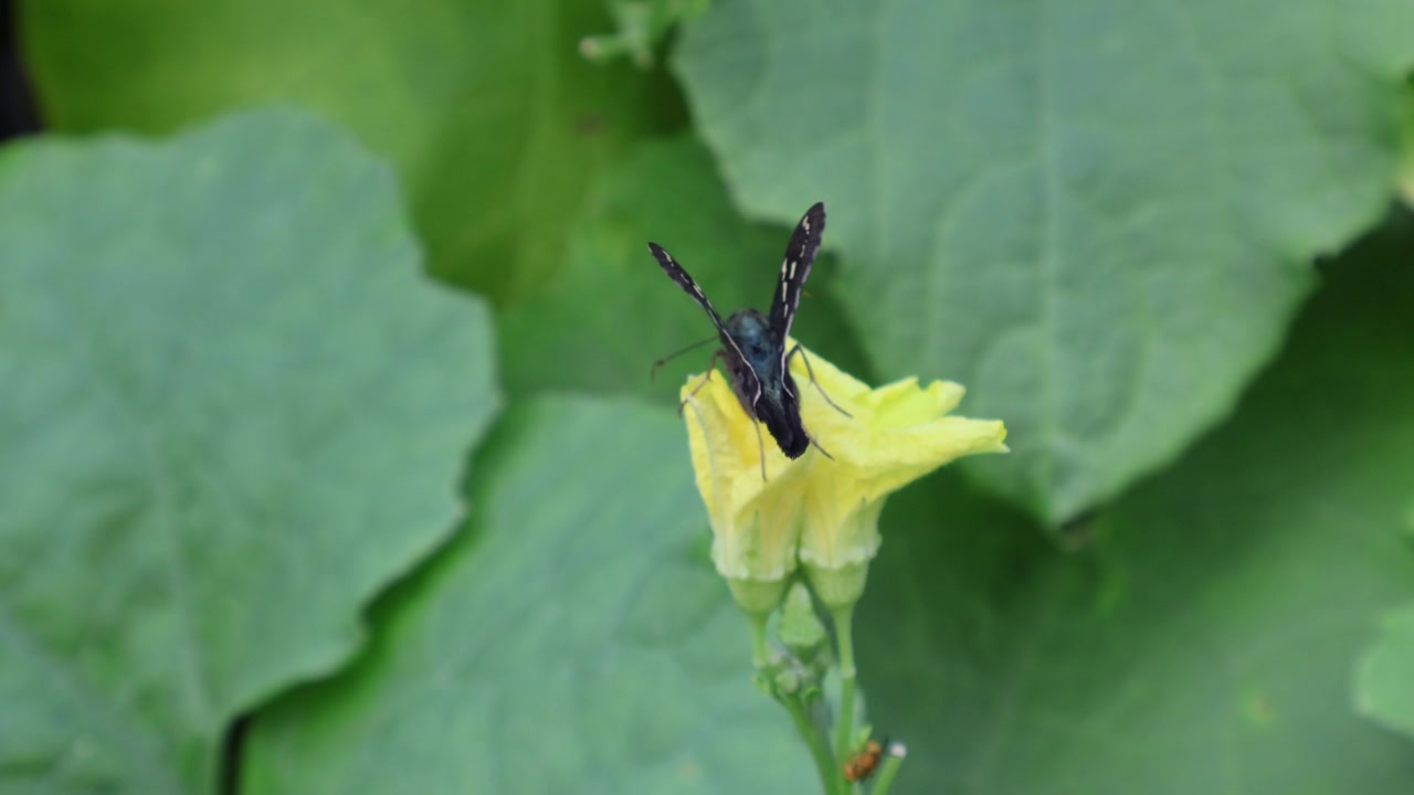一只长尾弄蝶（Urbanus proteus）停在一株丝瓜（Luffa acutangula）的黄色花朵上。拍摄地点：佛罗里达州，2025年7月28日。视频素材画面2