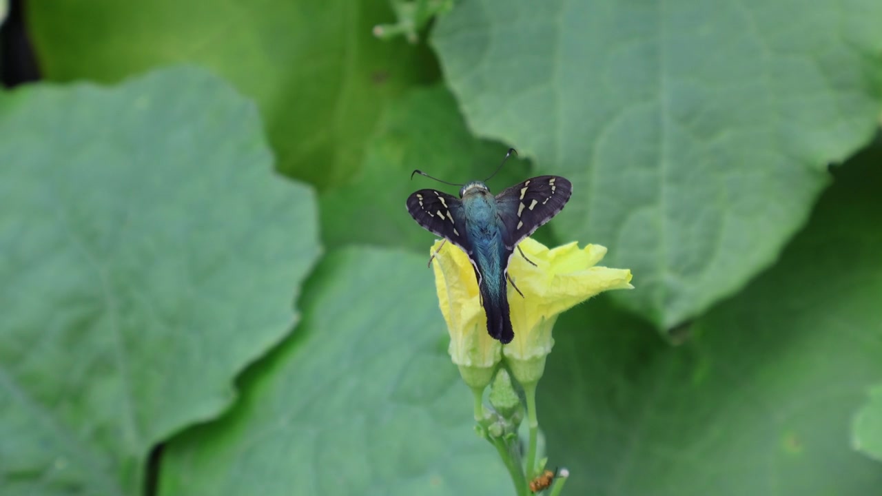 一只长尾弄蝶（Urbanus proteus）停在一株丝瓜（Luffa acutangula）的黄色花朵上。拍摄地点：佛罗里达州，2025年7月28日。视频素材画面3
