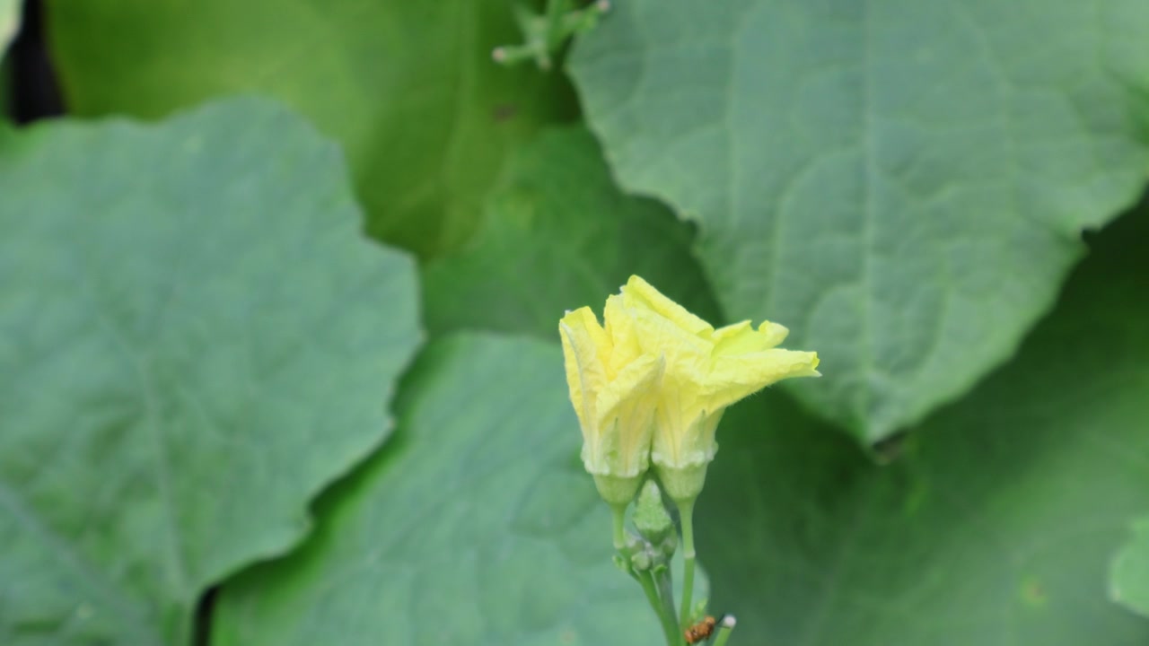 一只长尾弄蝶（Urbanus proteus）停在一株丝瓜（Luffa acutangula）的黄色花朵上。拍摄地点：佛罗里达州，2025年7月28日。视频素材画面4