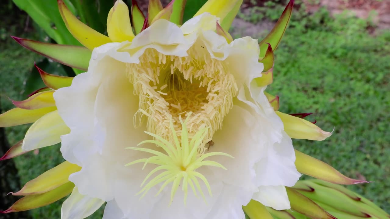 火龙果（Selenicereus undatus）一种壮观、短暂、夜间盛开的花，也被称为量天尺或夜后。拍摄于2025年5月31日，佛罗里达州。视频素材画面1