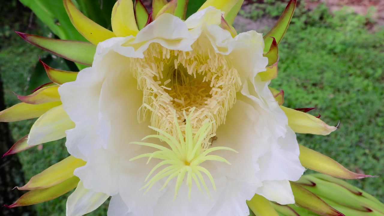 火龙果（Selenicereus undatus）一种壮观、短暂、夜间盛开的花，也被称为量天尺或夜后。拍摄于2025年5月31日，佛罗里达州。视频素材画面2