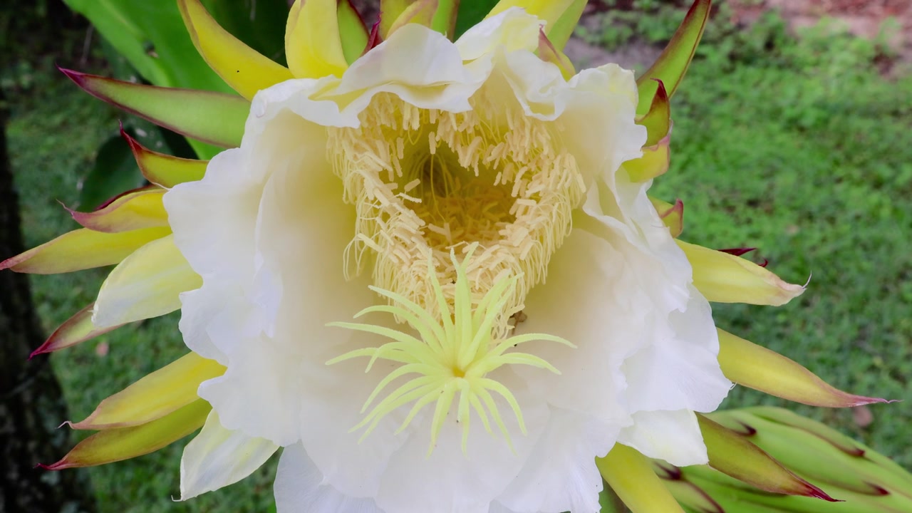 火龙果（Selenicereus undatus）一种壮观、短暂、夜间盛开的花，也被称为量天尺或夜后。拍摄于2025年5月31日，佛罗里达州。视频素材画面3
