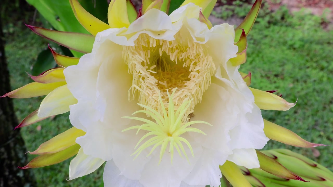 火龙果（Selenicereus undatus）一种壮观、短暂、夜间盛开的花，也被称为量天尺或夜后。拍摄于2025年5月31日，佛罗里达州。视频素材画面4