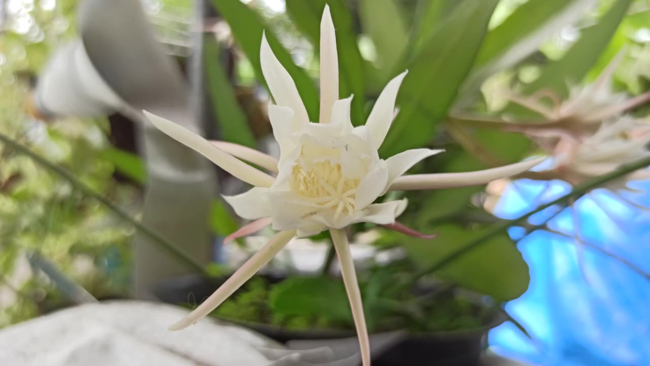 昙花绽放的科学之美视频素材画面1