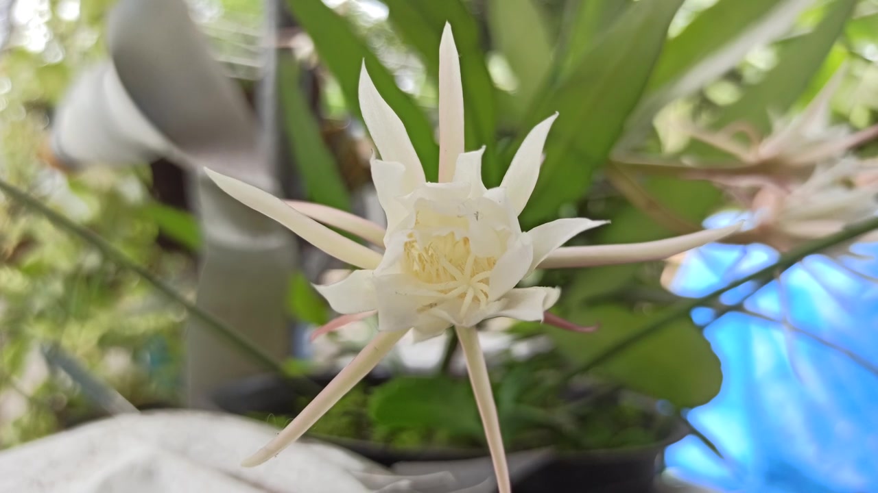 昙花绽放的科学之美视频素材画面2