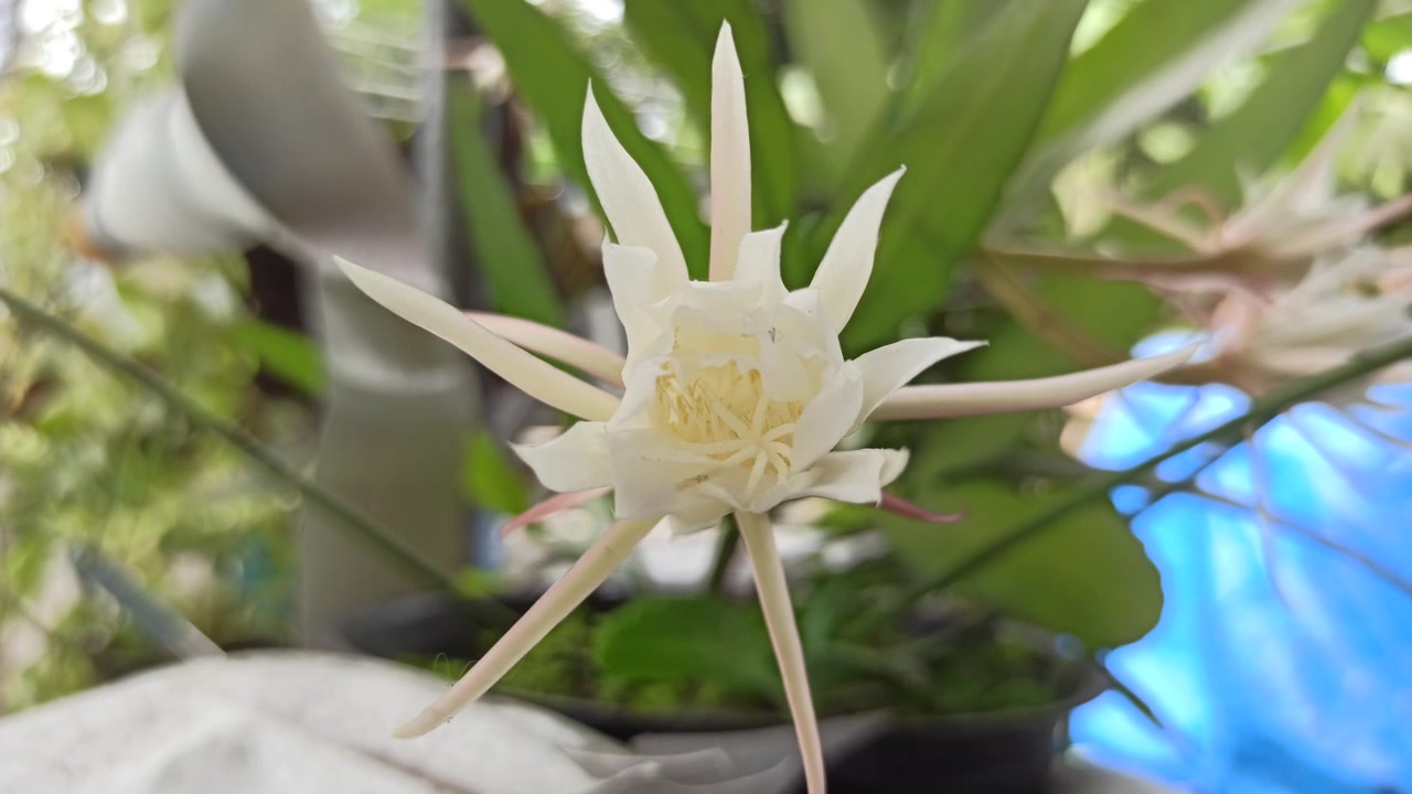 昙花绽放的科学之美视频素材画面3