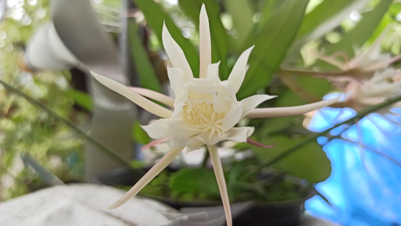 昙花绽放的科学之美视频素材画面4