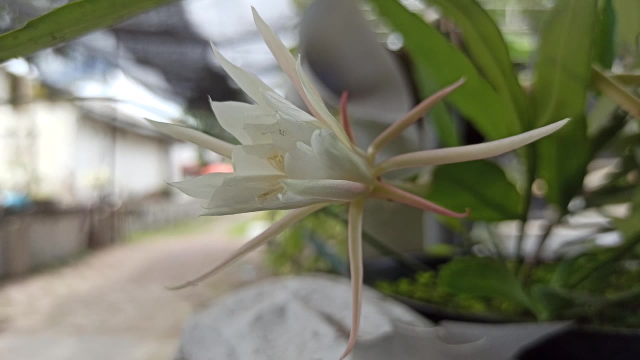 昙花一现的科学之美视频素材画面1