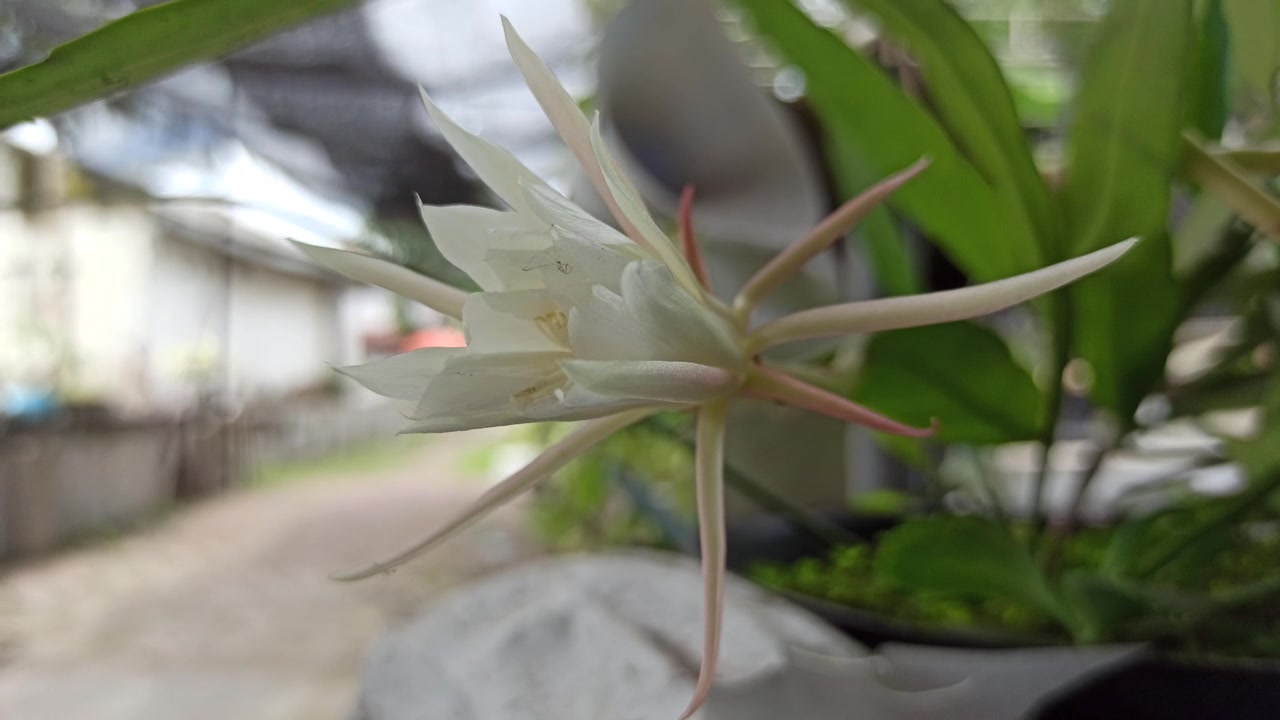 昙花一现的科学之美视频素材画面2