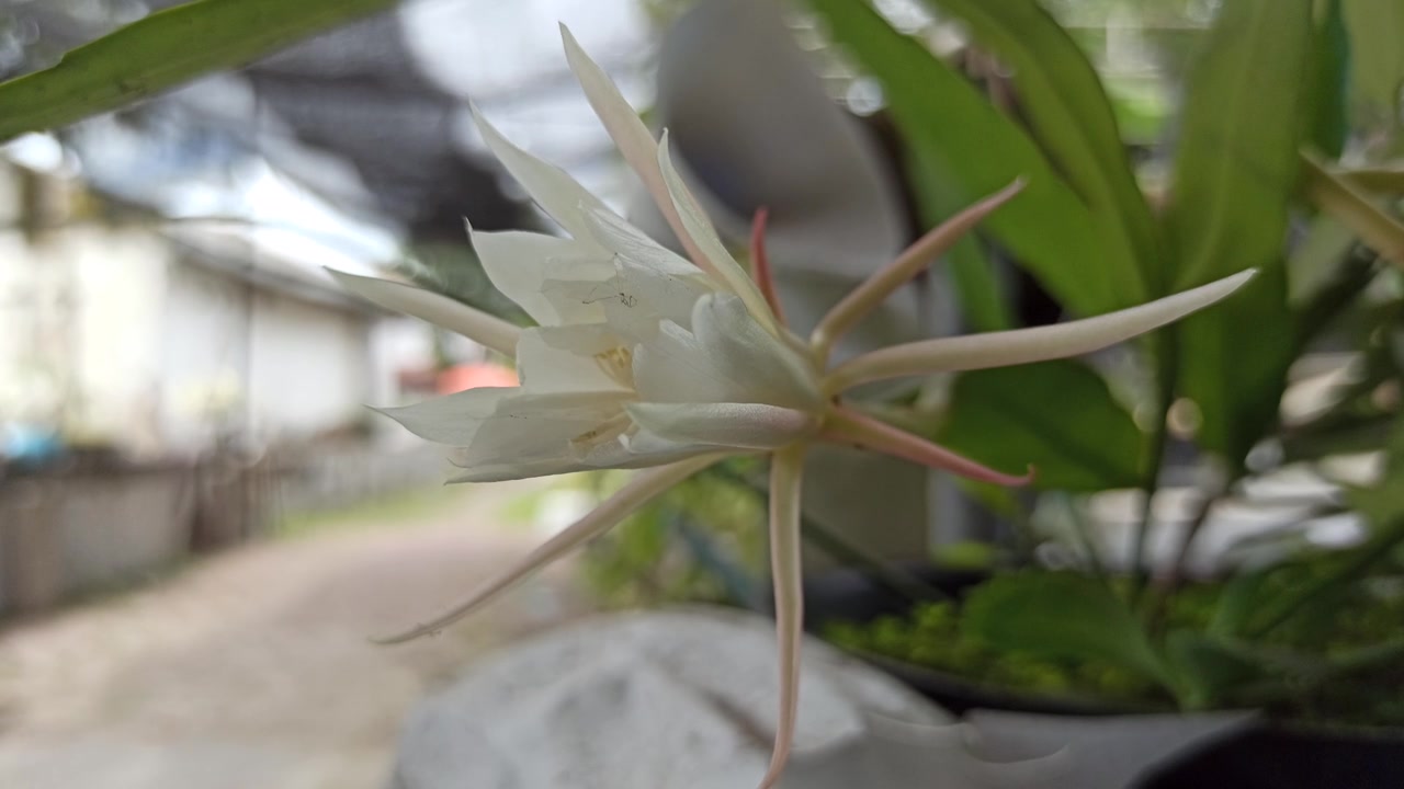 昙花一现的科学之美视频素材画面3