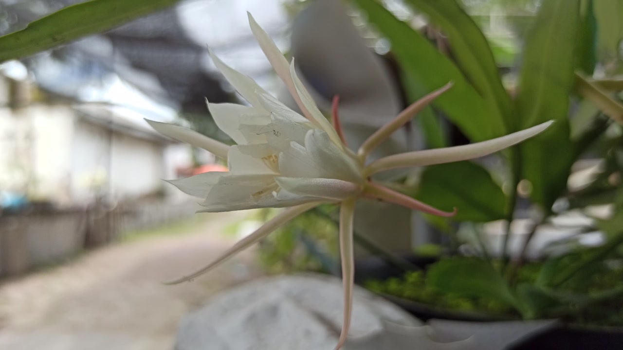 昙花一现的科学之美视频素材画面4