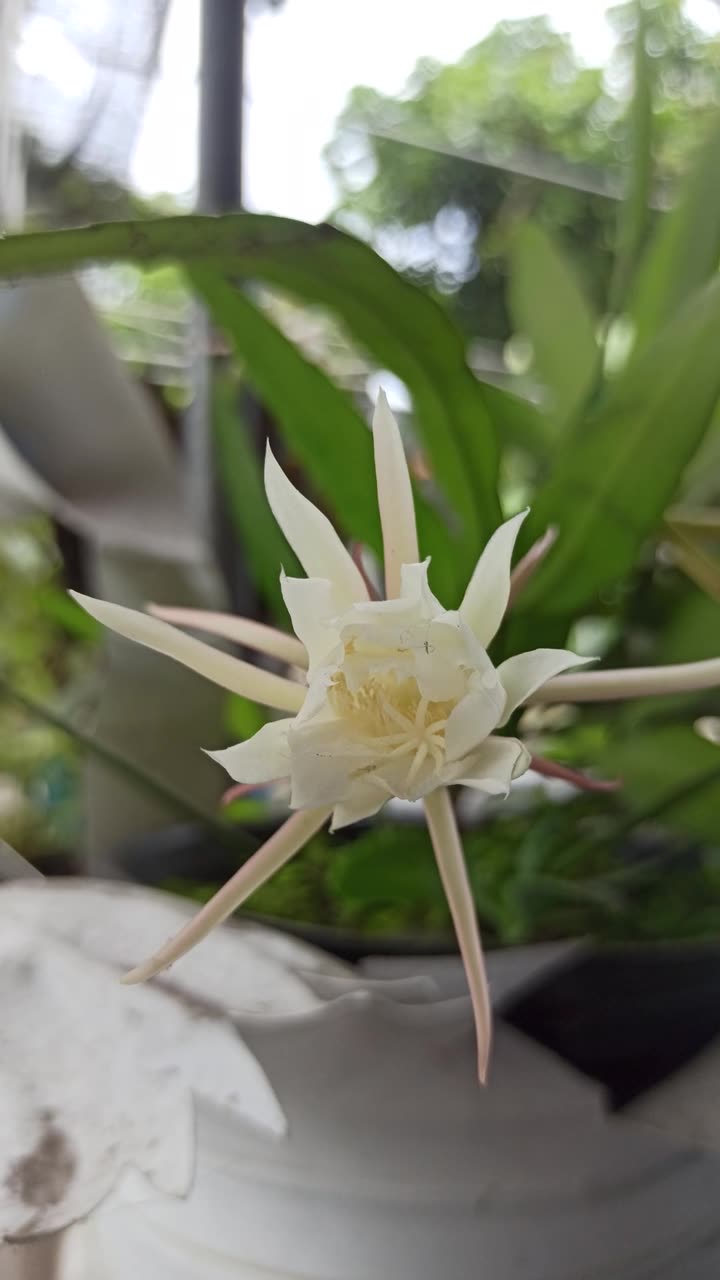 昙花绽放的科学之美视频素材画面1