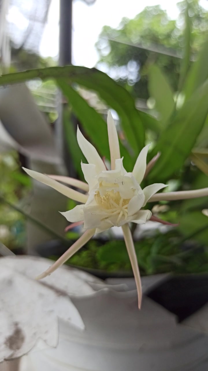 昙花绽放的科学之美视频素材画面2