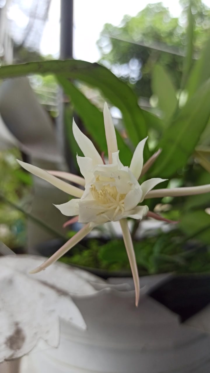 昙花绽放的科学之美视频素材画面3