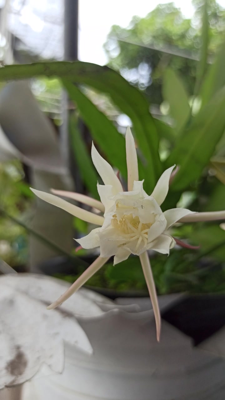 昙花绽放的科学之美视频素材画面4