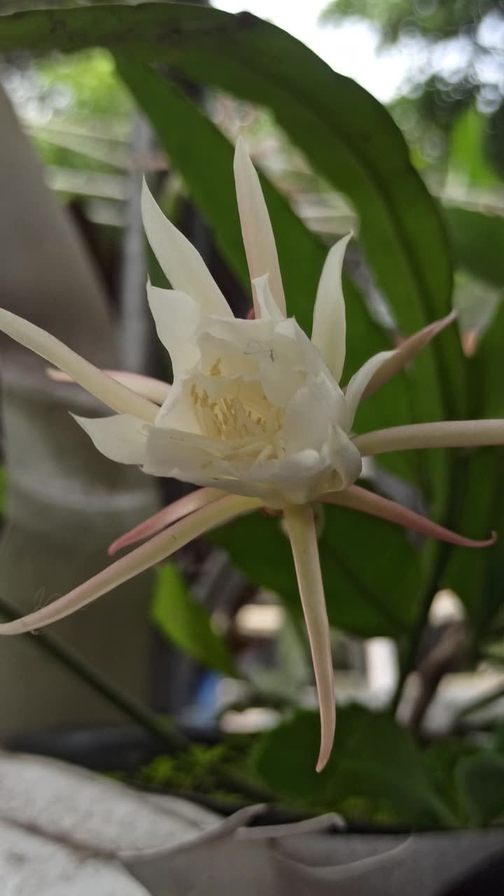 昙花绽放的科学之美视频素材画面1