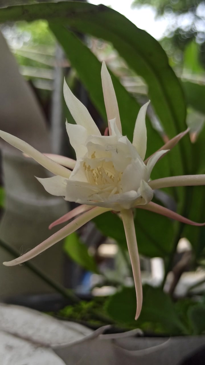 昙花绽放的科学之美视频素材画面2