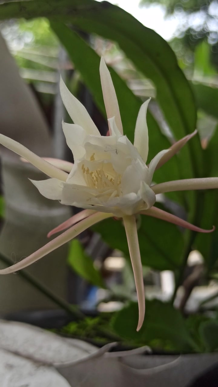 昙花绽放的科学之美视频素材画面3