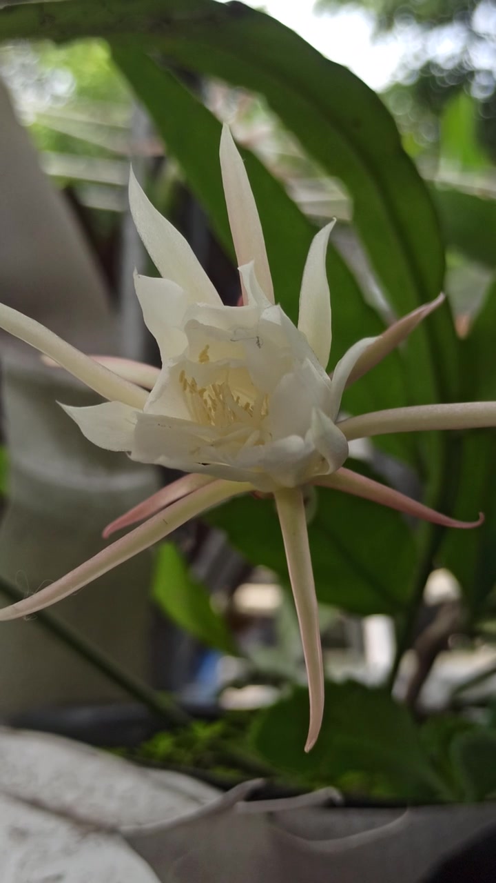 昙花绽放的科学之美视频素材画面4