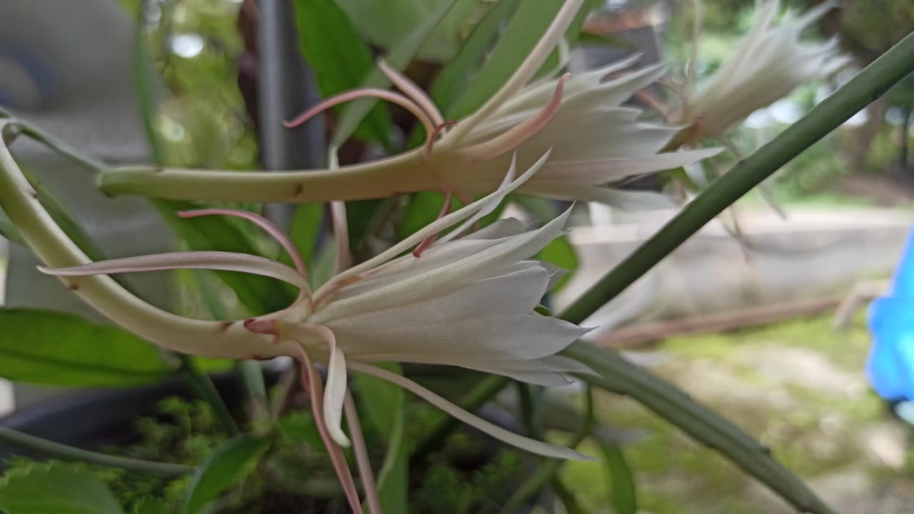 昙花盛开的科学之美视频素材画面1