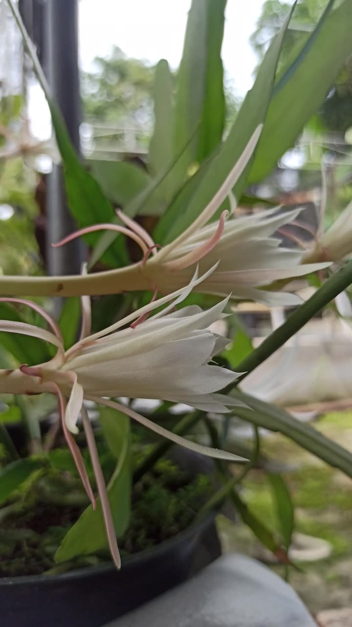 昙花绽放的科学之美视频素材画面1