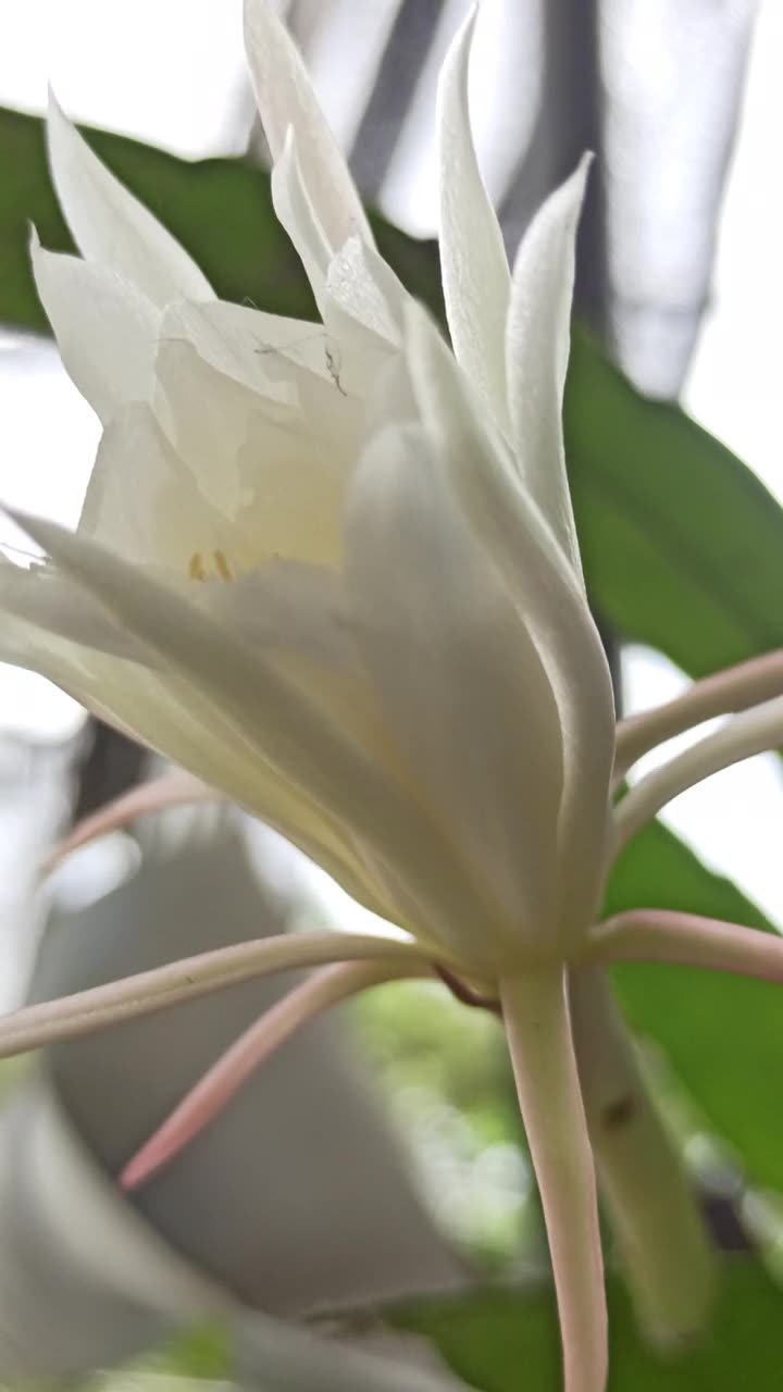 昙花盛开的科学之美视频素材画面1