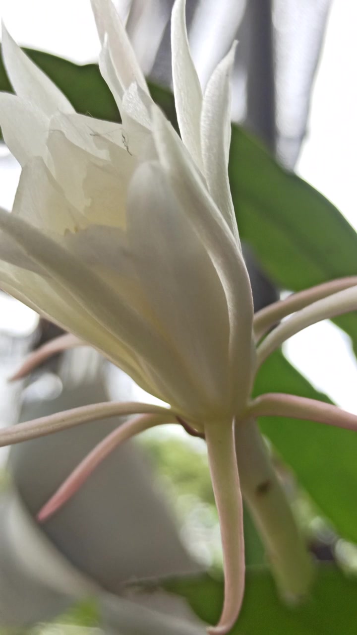 昙花盛开的科学之美视频素材画面2