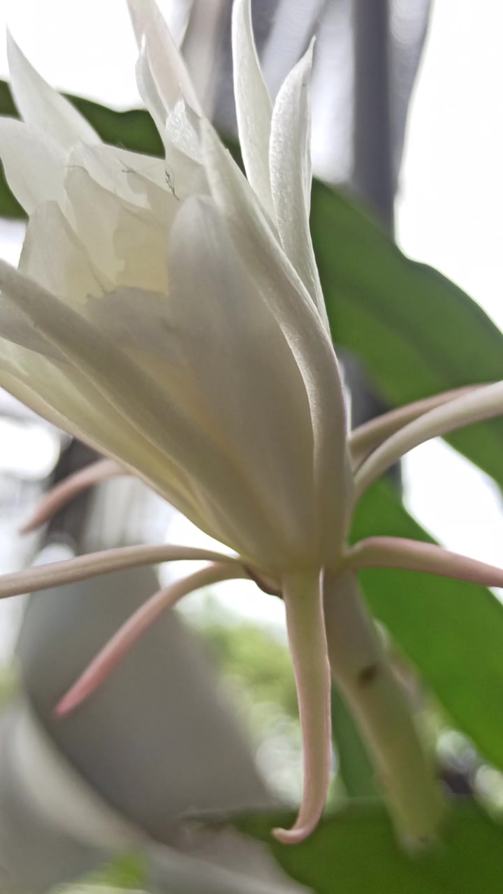 昙花盛开的科学之美视频素材画面3